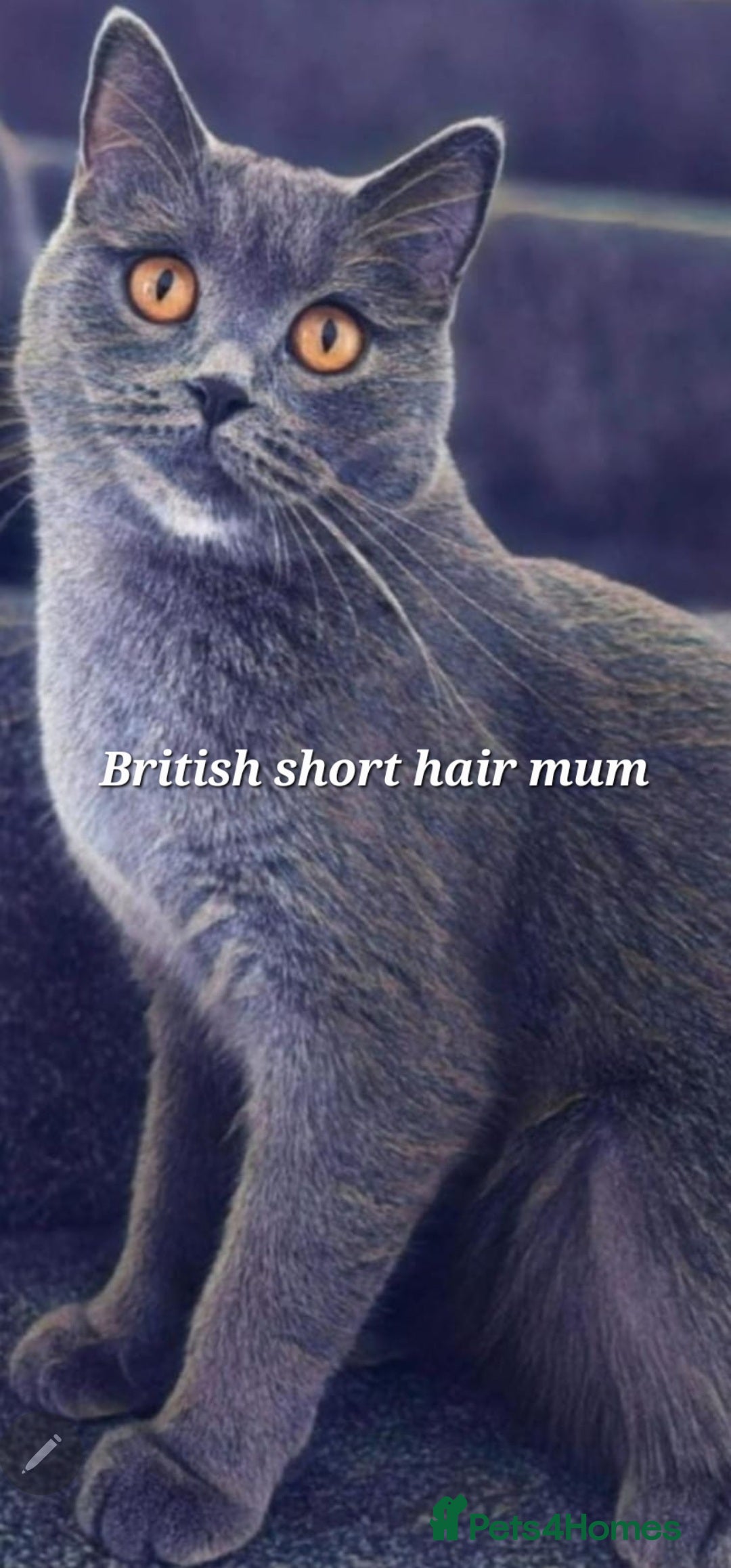 British Shorthair cats for sale: British breed kittens - Image 3