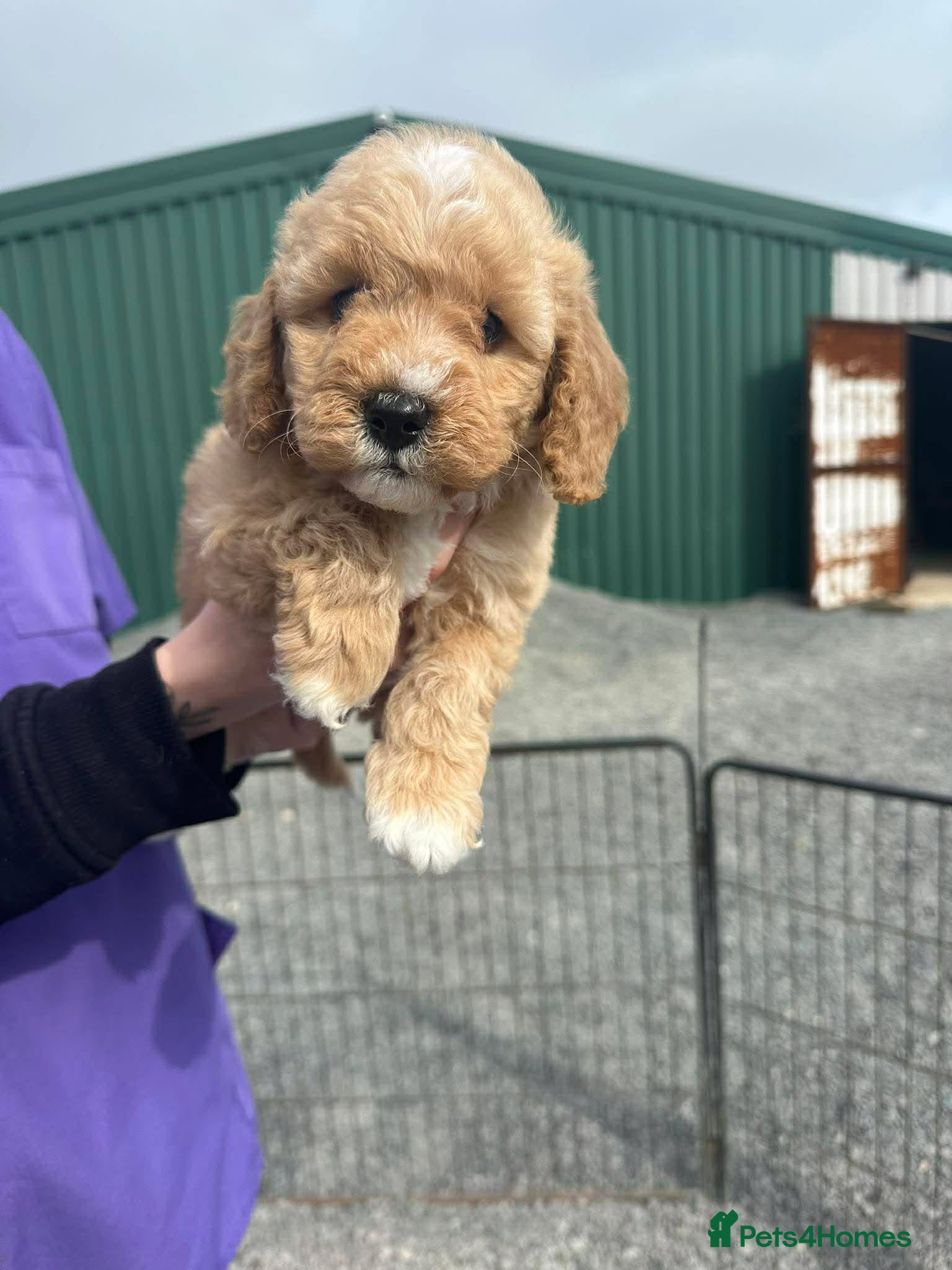 Miniature Poodle dogs Kc Registered Miniture Poodle  - Advert 13