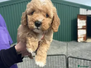 Miniature Poodle dogs Kc Registered Miniture Poodle - Advert 13