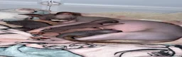 Sphynx cats for sale: 💙🩷4 gorgeous sphynx baby’s 🩷💙 - Advert 7
