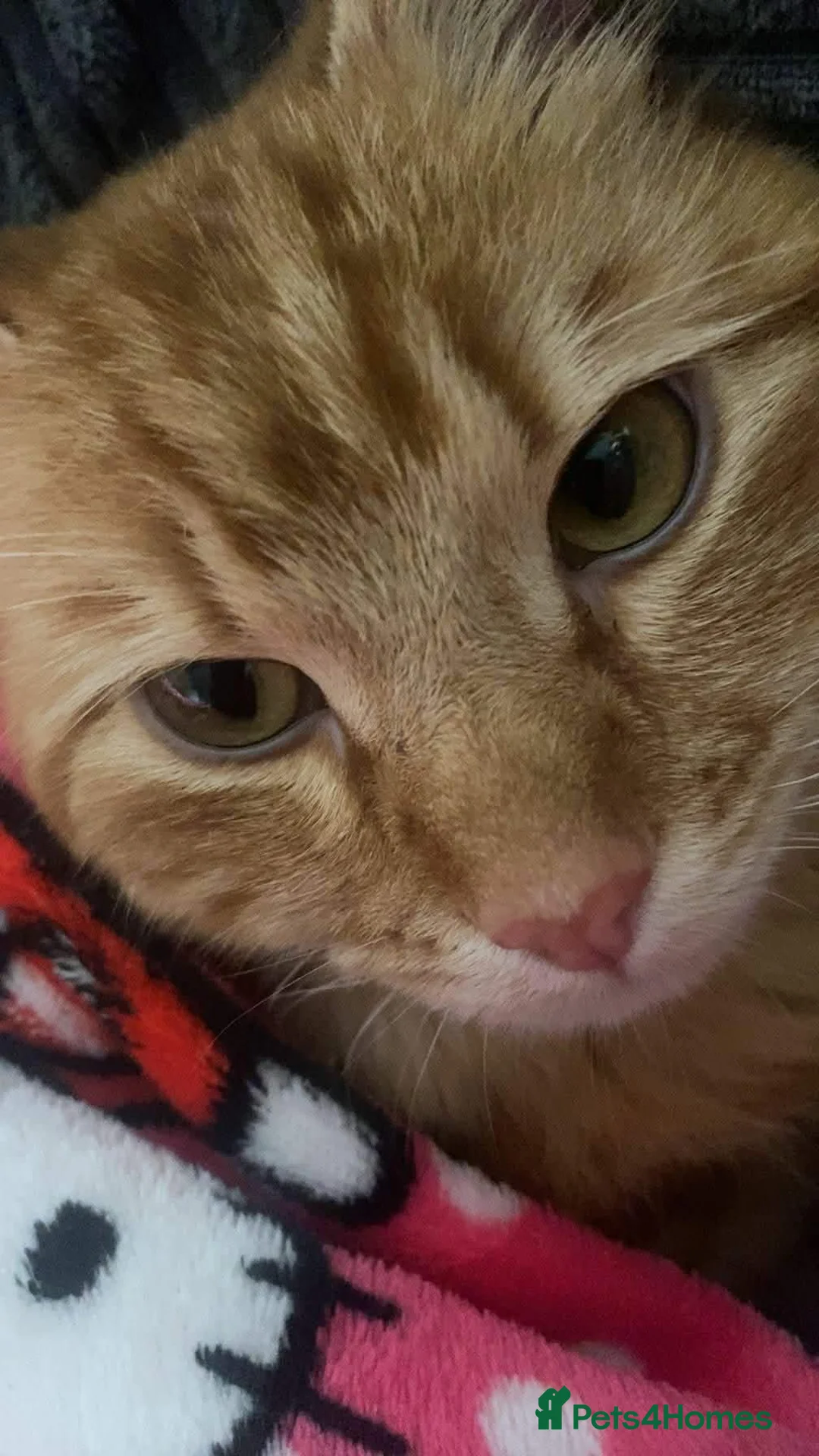 Mixed Breed cats for sale: Female cat - Advert 1