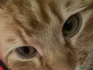 Mixed Breed cats Female cat - Advert 1