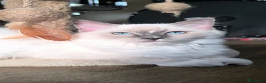 Ragdoll Kitten 3