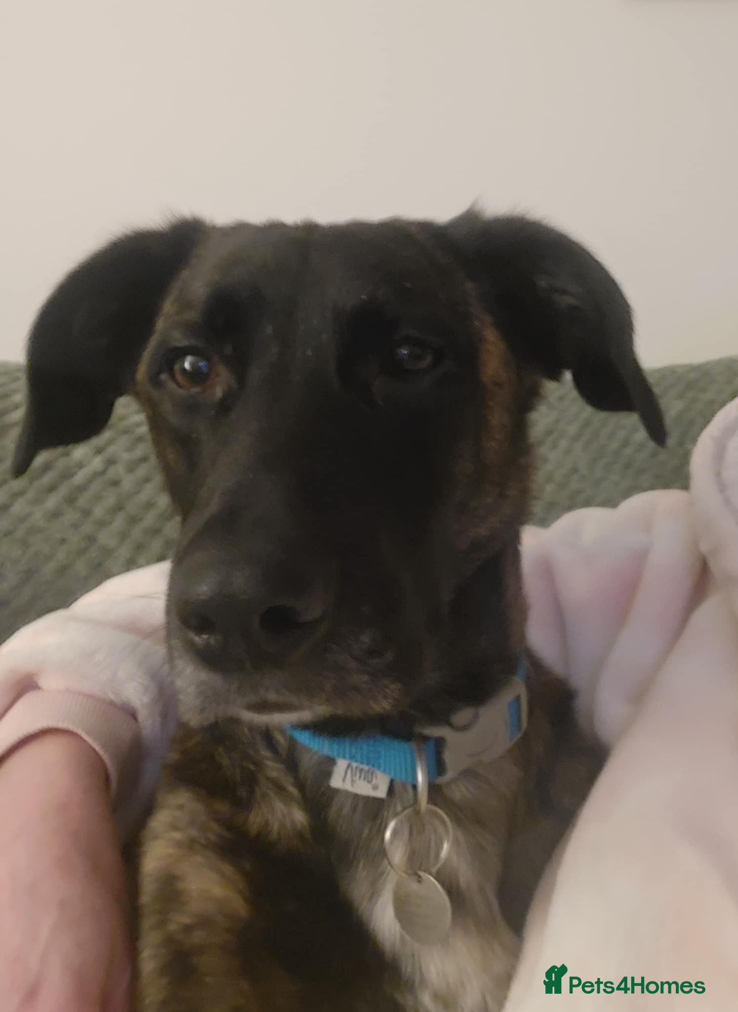 Mixed Breed dogs Hux needs a forever home  - Advert 1