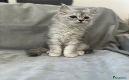 Napoleon cats for sale: 1 boy & 2 girls minuet kittens ready for new home - Advert 8