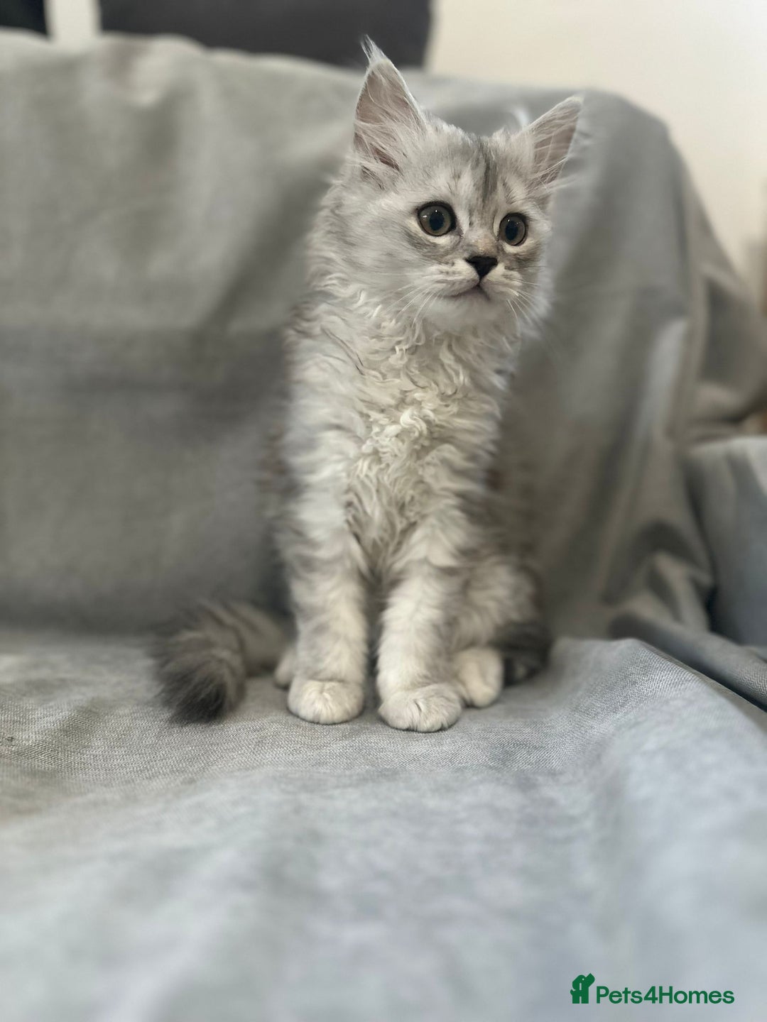 Napoleon cats for sale: 1 boy & 2 girls minuet kittens ready for new home - Advert 8