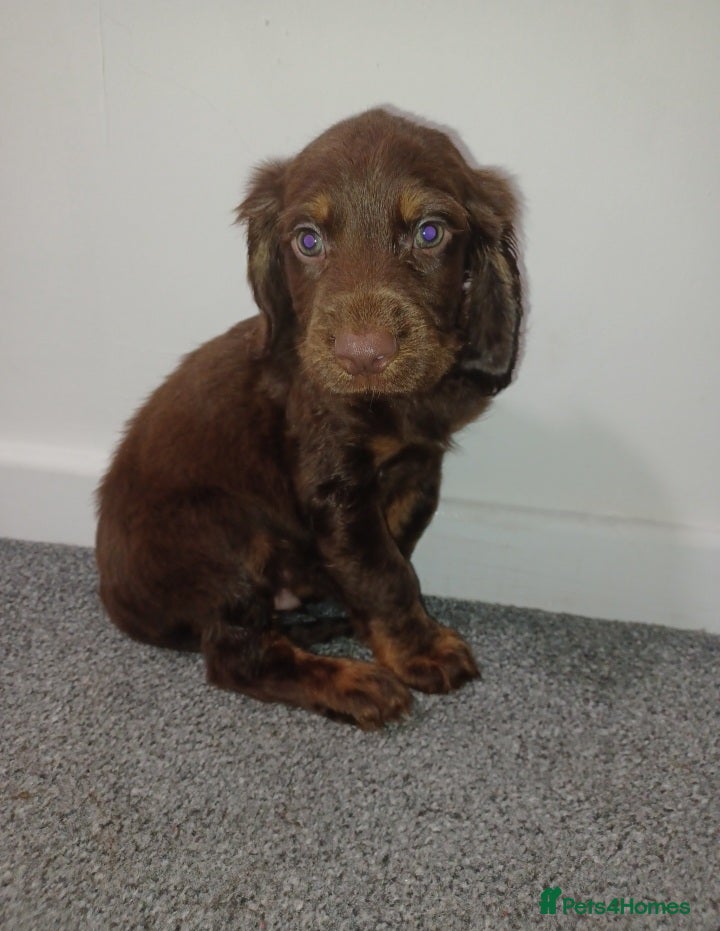 Sprocker dogs 1 boy 1 girl stunning cocker pups ready to leave - Advert 16