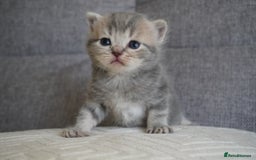 Scottish Fold cats for sale: Scottish Fold kittens  - Image 9