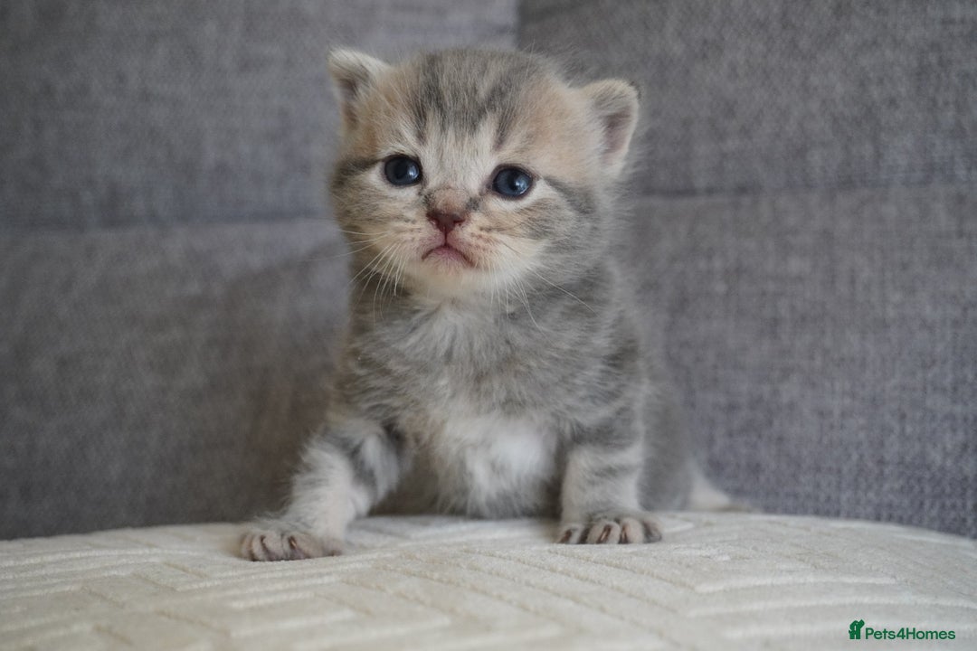 Scottish Fold cats for sale: Scottish Fold kittens  - Image 9
