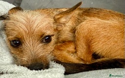 Russian Toy Terrier dogs for adoption: Giselle – The Tiny Survivor with a Big Personality - Image 4