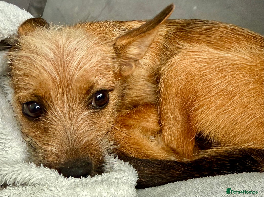 Russian Toy Terrier dogs for adoption: Giselle – The Tiny Survivor with a Big Personality - Image 4