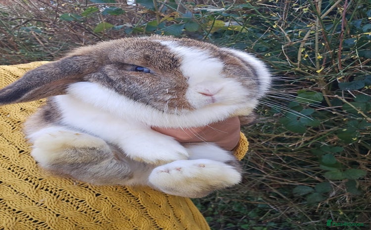 Mini Lop rabbits - Advert 1