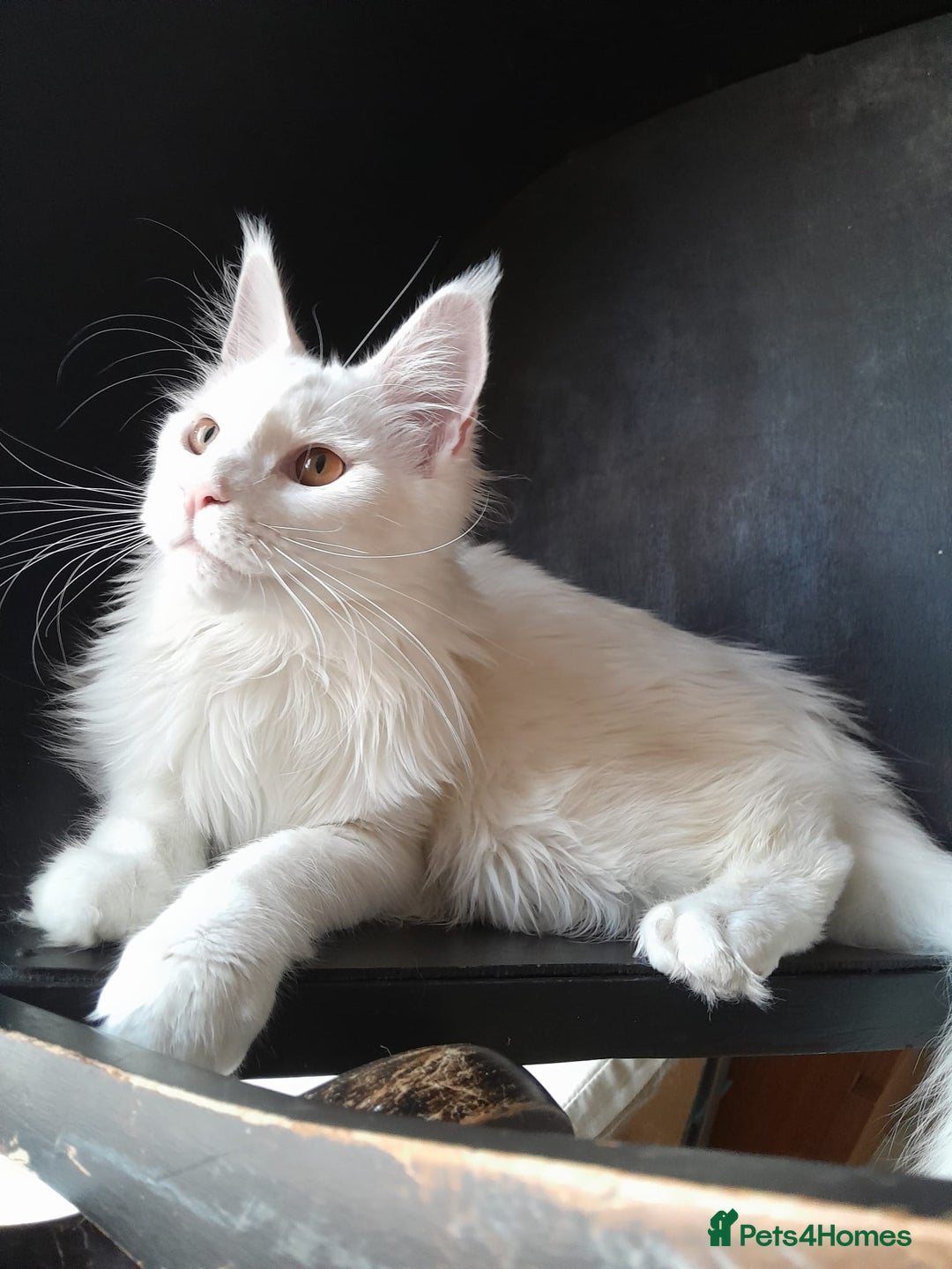 Maine Coon cats for sale: Solid white MaineCoon girl TICA - Advert 12