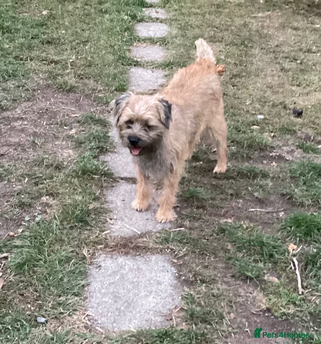 Border Terrier dogs for sale: Border Terrier Girl - Advert 1