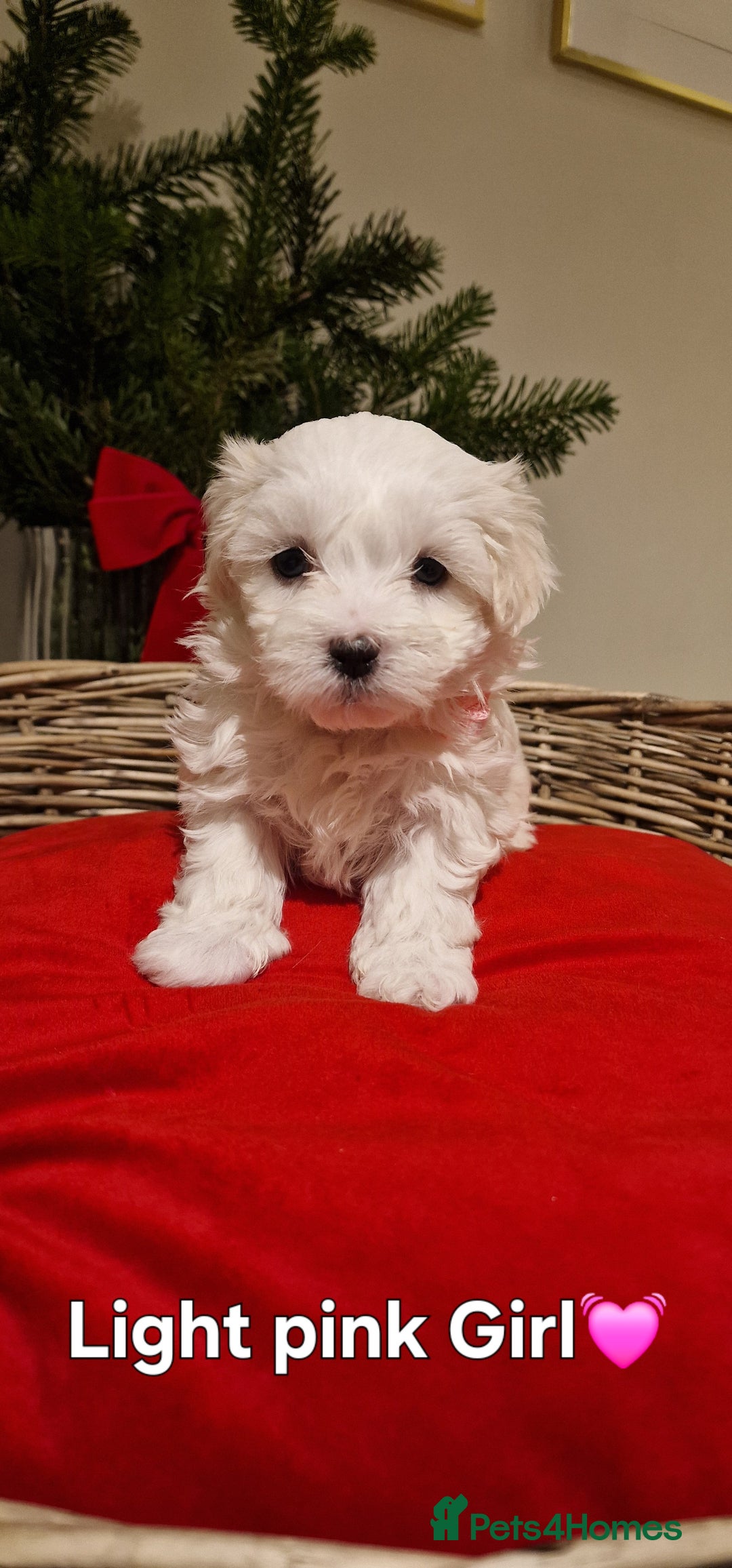 Maltese dogs for sale: 🐶🤍 Beautiful Maltese Girl Puppies 🤍🐶 - Advert 17