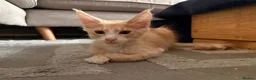 Maine Coon cats for sale: 🐾 Tica registered Maine coon kittens  - Advert 23