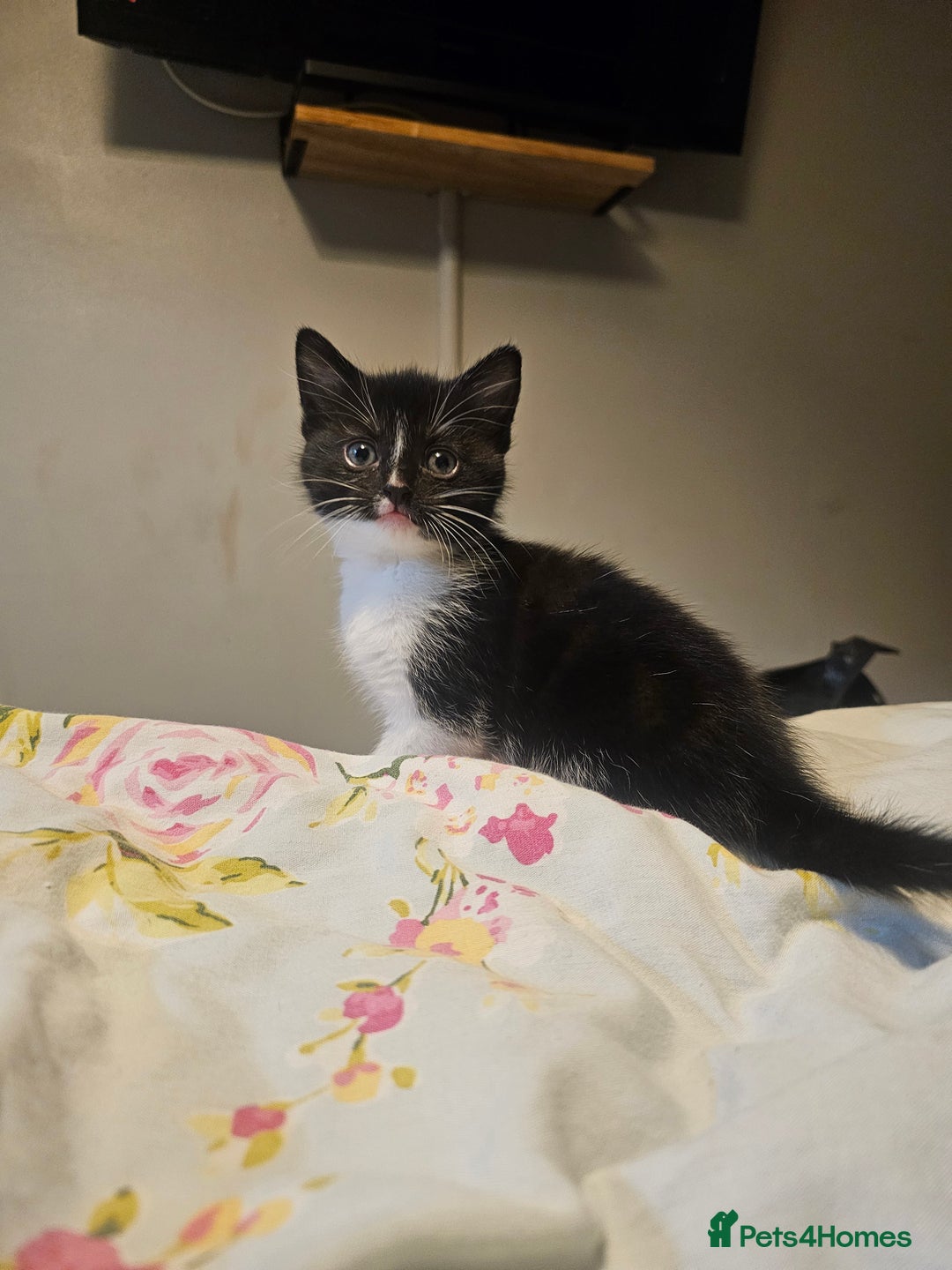 Domestic Shorthair cats for sale: 3 kittens for sale - Advert 2