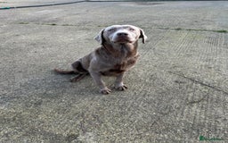 Labrador Retriever dogs for sale: 🩶 beautiful silver/Charcoal KC reg puppies 🩶 - Image 10