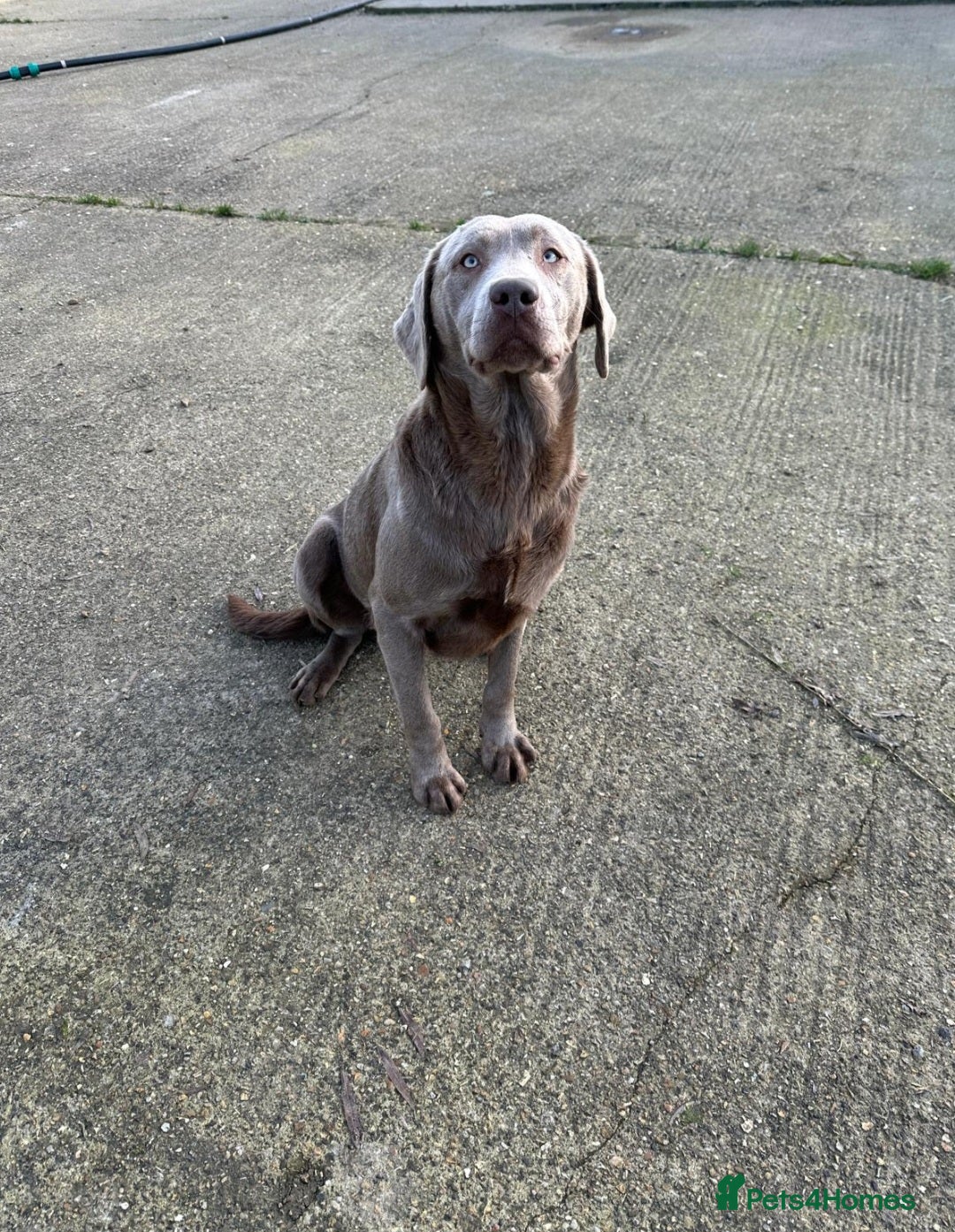 Labrador Retriever dogs for sale: 🩶 beautiful silver/Charcoal KC reg puppies 🩶 - Image 10