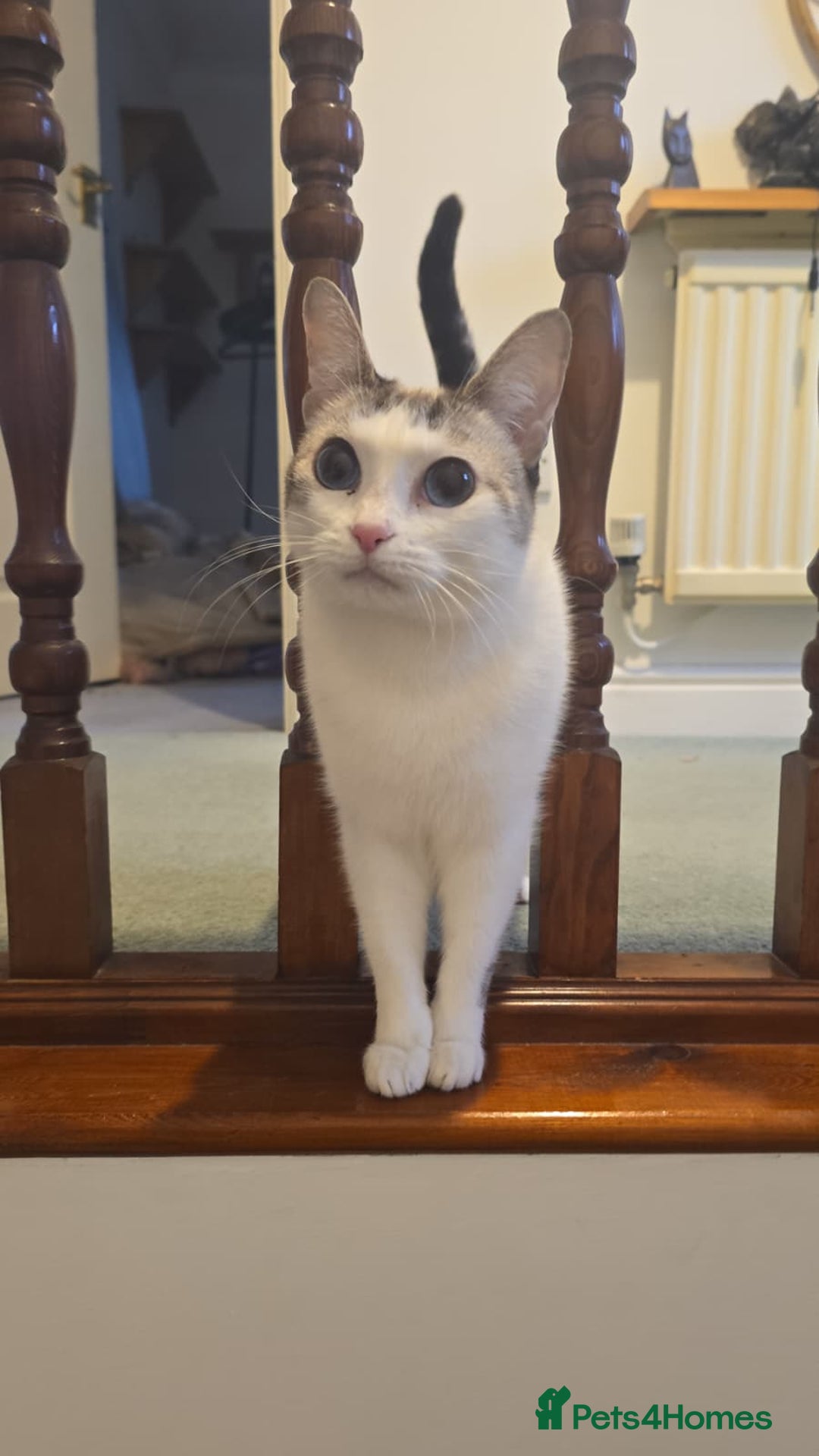 Domestic Shorthair cats for sale: Loving Home Wanted for Sugar - Advert 2