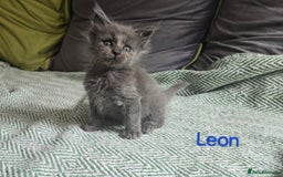 Maine Coon cats for sale: Maine Coon Kittens reservation  - Image 3