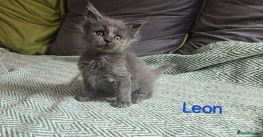 Maine Coon cats - Advert 6