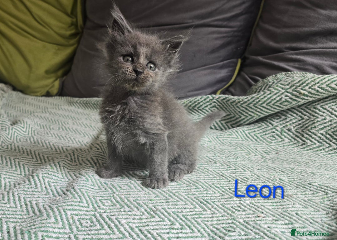 Maine Coon cats for sale: Maine Coon Kittens reservation  - Image 3