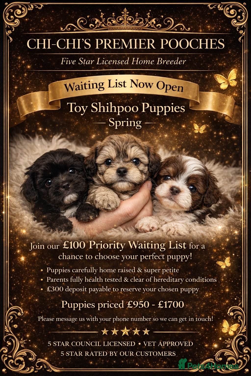 Shihpoo dogs WAITING LIST Toy shihpoo 2026 spring  babies  - Advert 6