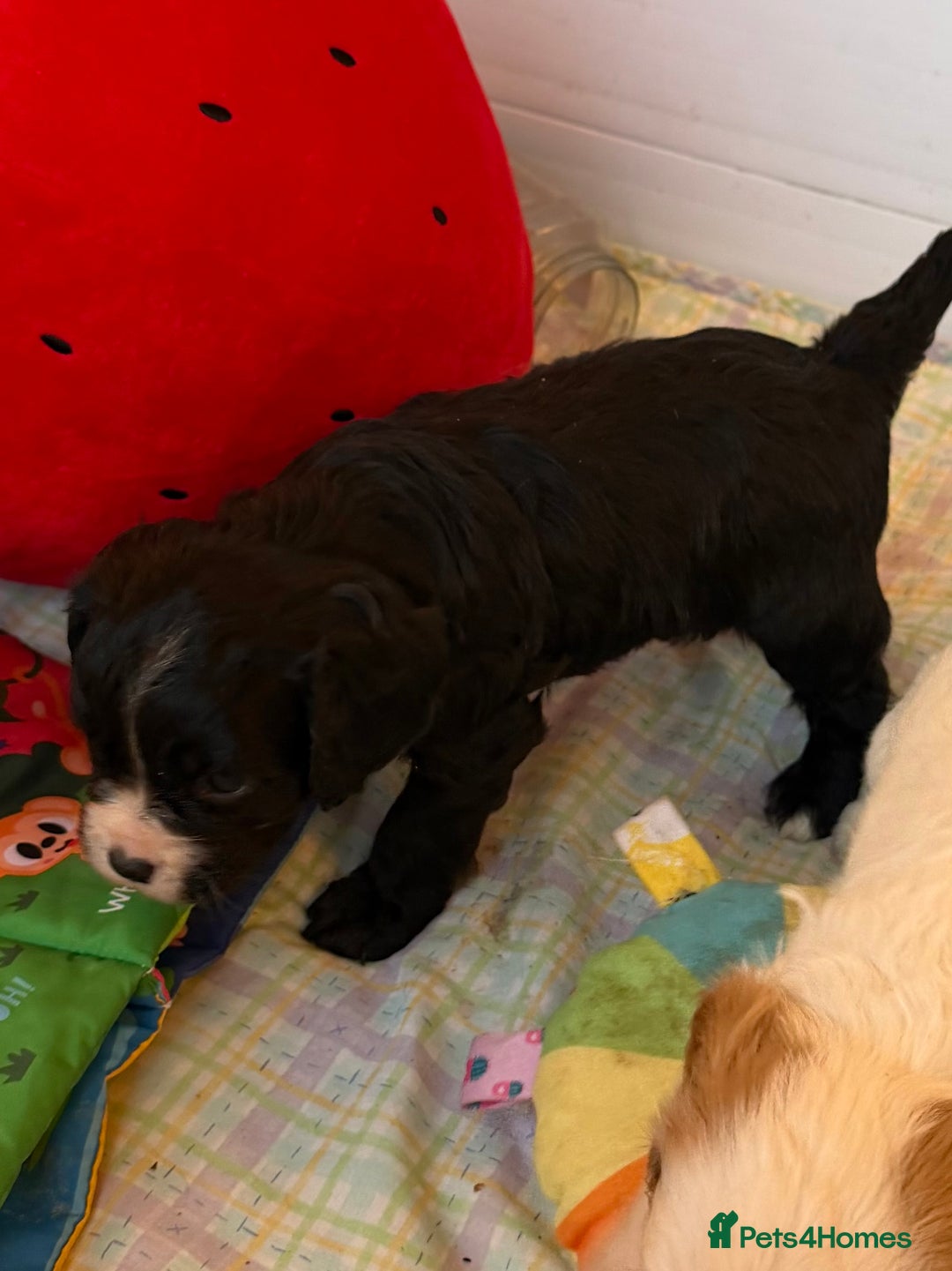 Cavapoo dogs for sale: Stunning cavapoo puppies ready 9th January  - Advert 4