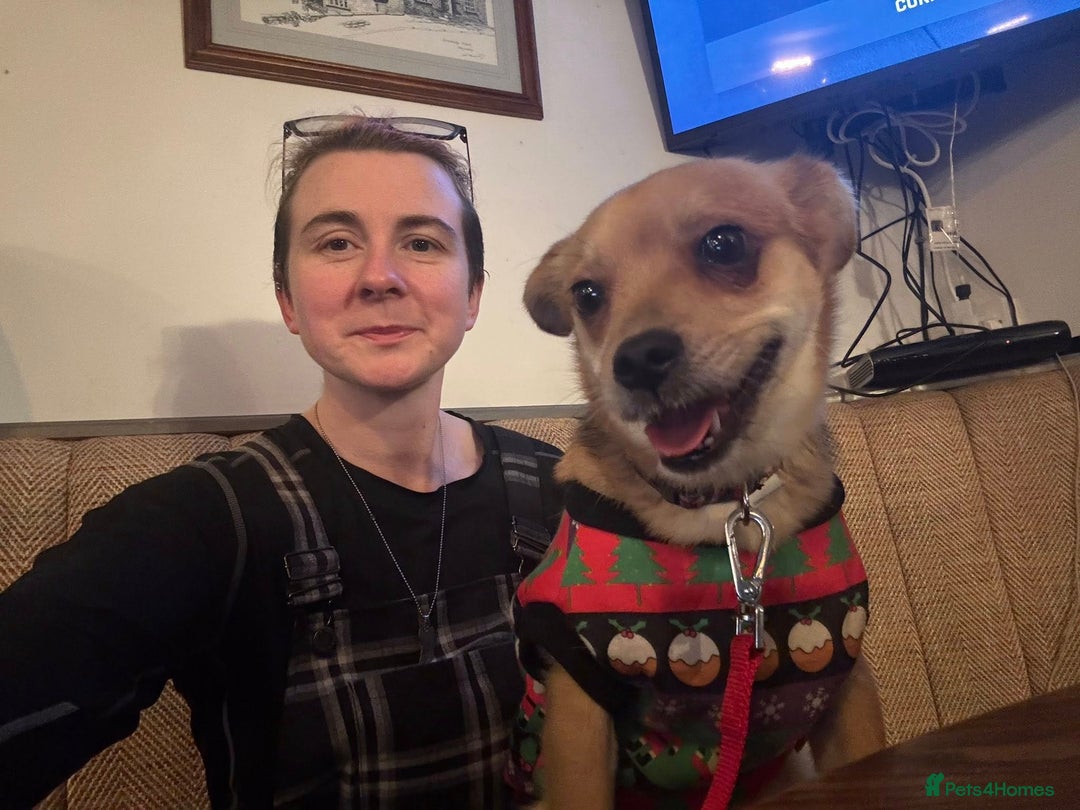 Mixed Breed dogs for adoption: Perfect Precious - Advert 9