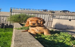 Cocker Spaniel dogs for sale: Cocker Spaniel Puppies - Image 1