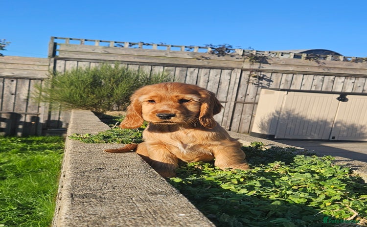 Cocker Spaniel dogs - Advert 9