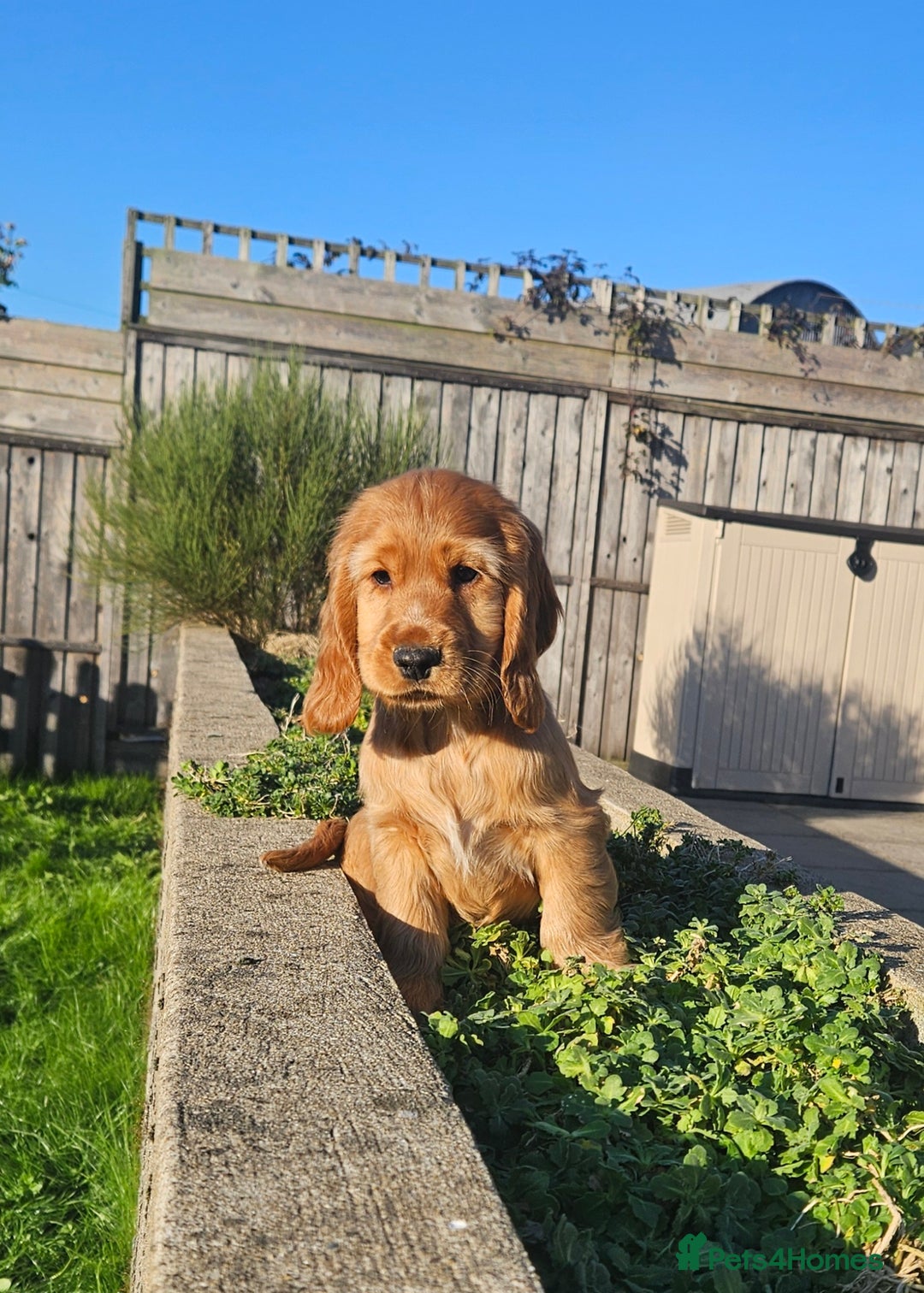 Cocker Spaniel dogs for sale: Cocker Spaniel Puppies - Image 1