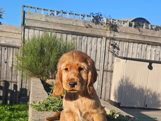 Cocker Spaniel dogs - Advert 9