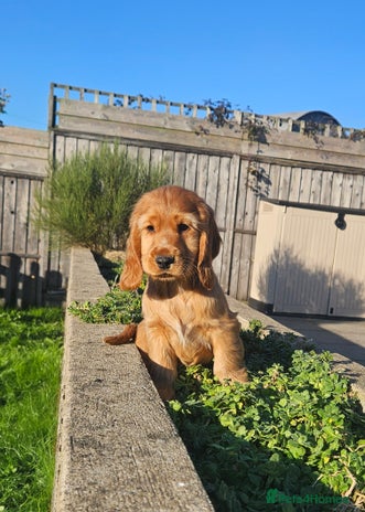 Cocker Spaniel dogs - Advert 14