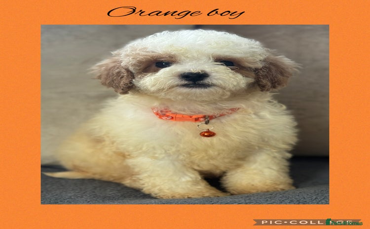 Cavachon dogs - Advert 2