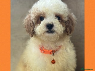 Cavachon dogs - Advert 4