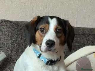 Mixed Breed dogs 2 year old beagle x collie looking for home - Advert 2