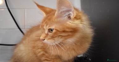 Maine Coon cats - Advert 9