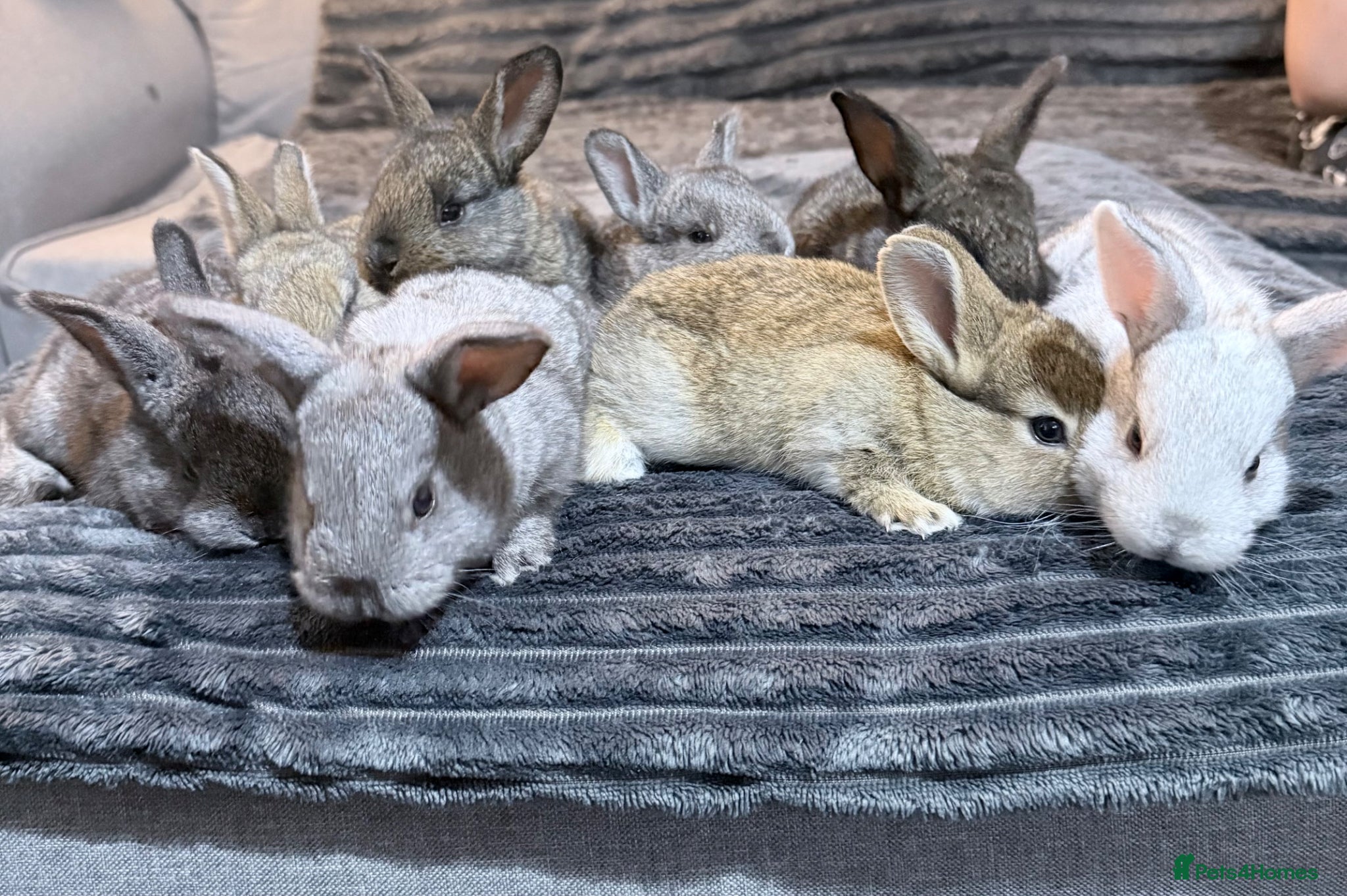 Mixed Breed rabbits 8 Baby Bunnies 🐰 - Advert 14