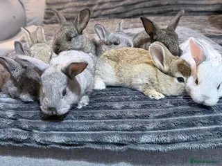 Mixed Breed rabbits 8 Baby Bunnies 🐰 - Advert 14