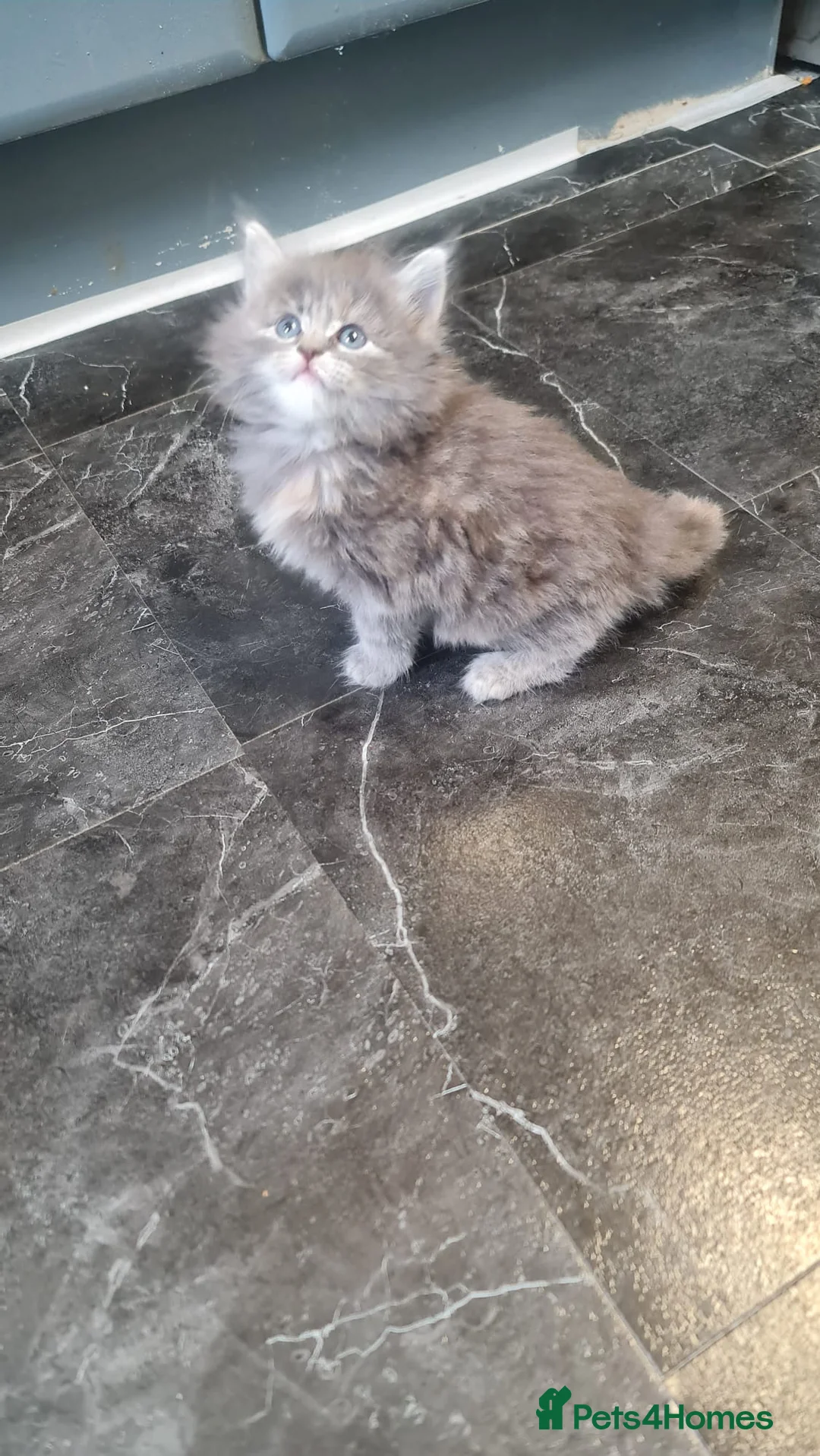 British Longhair cats for sale: Beautiful kittens in Leicester - Advert 2