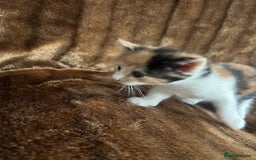 British Shorthair cats for sale: Hello a have very beautiful kittens, - Image 5