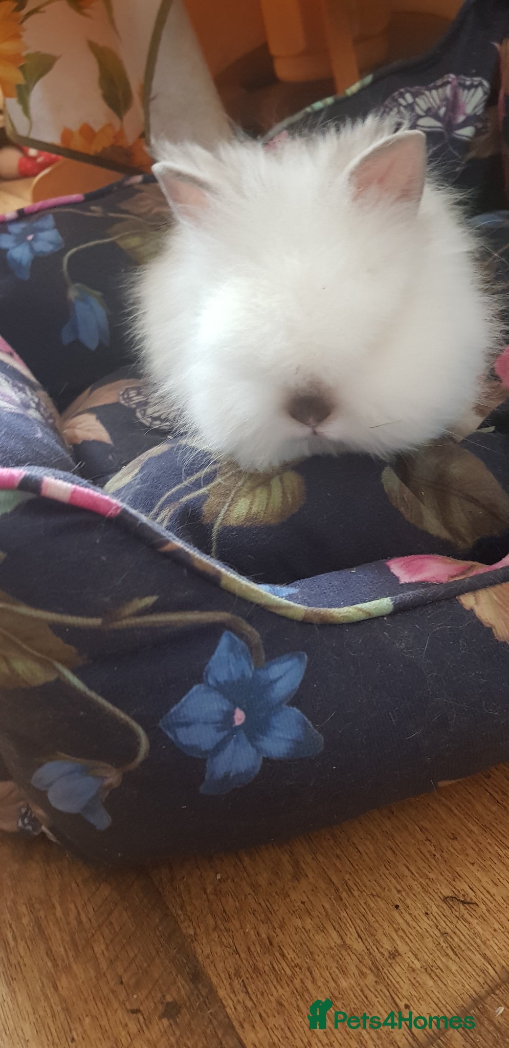 Lionhead rabbits Gorgeous Pedigree Double Maned Lionhead Bunnies - Advert 11