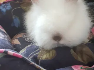 Lionhead rabbits Gorgeous Pedigree Double Maned Lionhead Bunnies - Advert 15