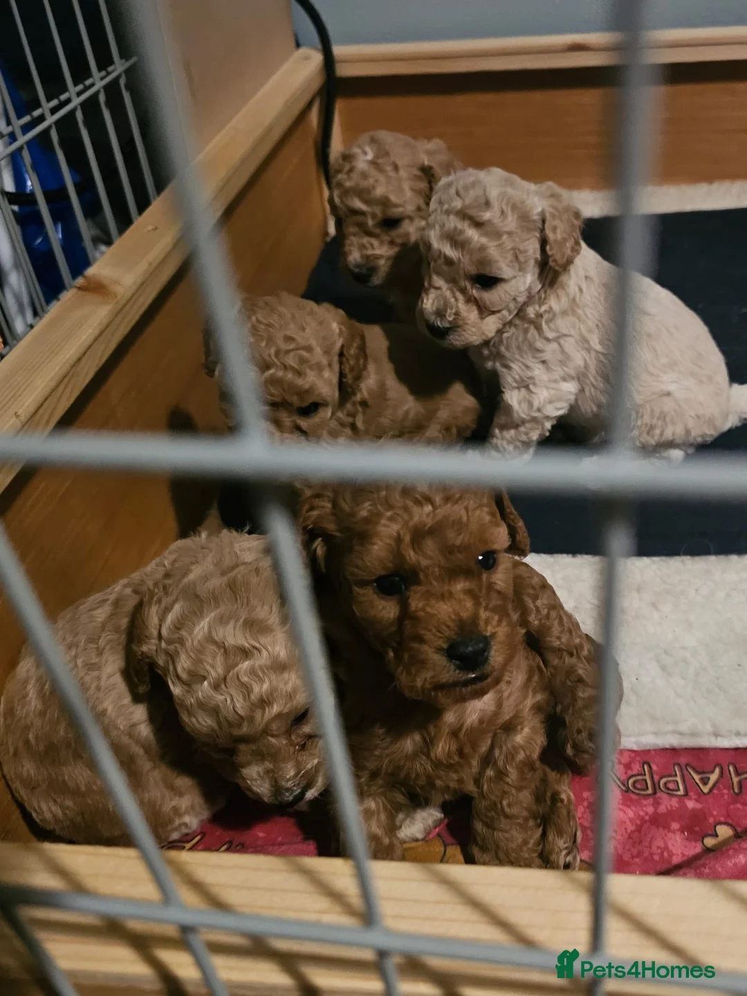 Cockapoo dogs for sale: Cockapoo puppies for sale - Advert 9