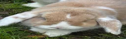 Mini Lop rabbits for sale: Two female mini lops in Pontyclun - Advert 3