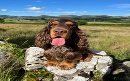 Cocker Spaniel dogs for stud: KC Superb example Classic SHOW Cocker Stud in Ruthin - Image 14