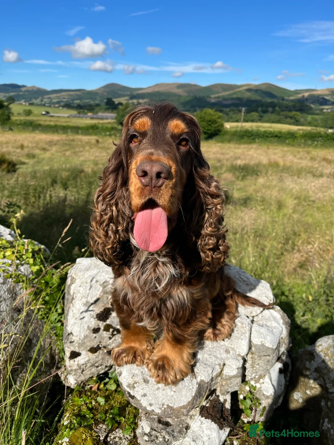Cocker Spaniel dogs for stud: KC Superb example Classic SHOW Cocker Stud in Ruthin - Advert 14