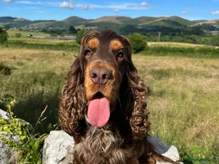 Cocker Spaniel dogs KC Superb example Classic SHOW Cocker Stud - Advert 4
